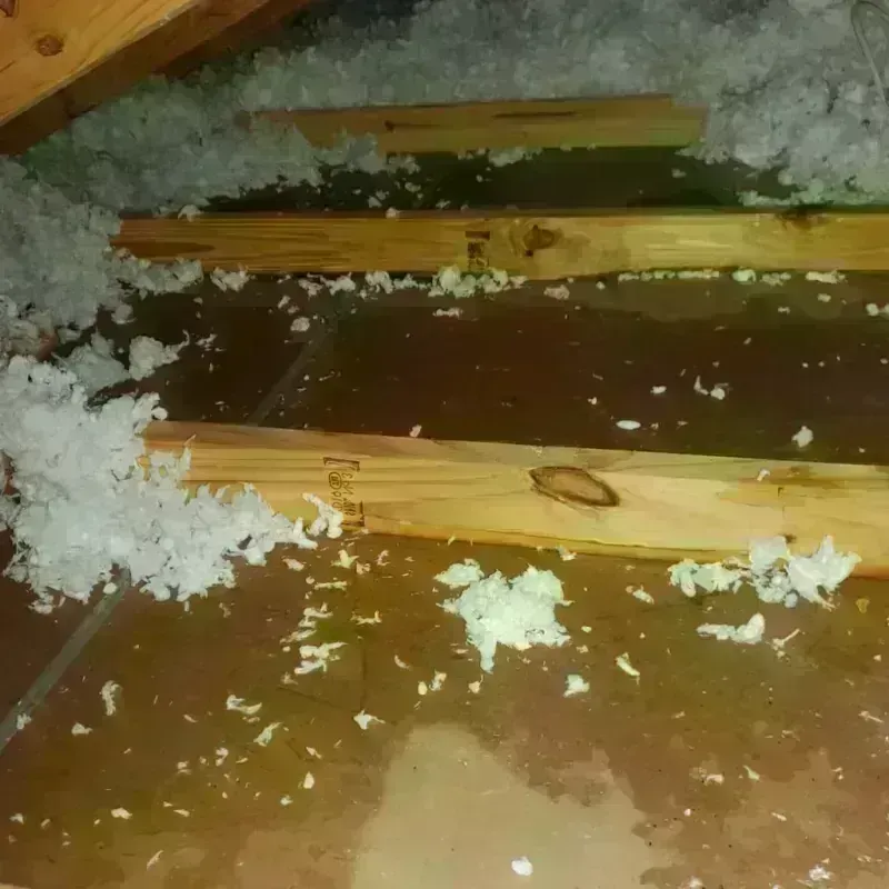 Best Attic Water Damage Service in Newburg, WI